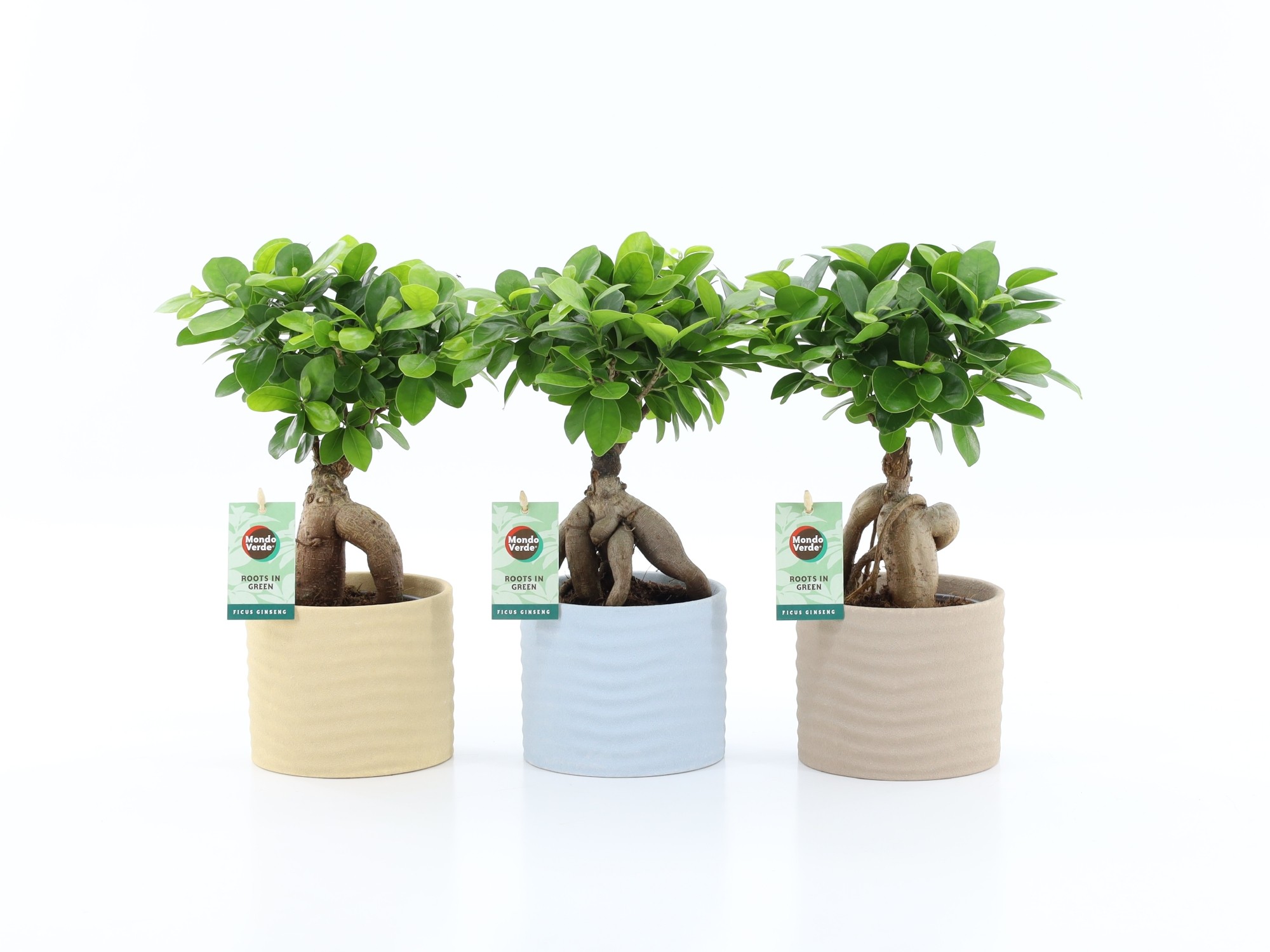 Ficus micr. Ginseng in Ibiza keramiek, D 13