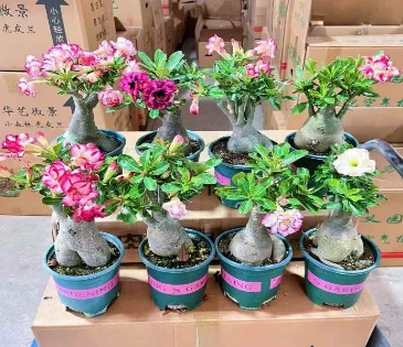 Адениум обезум махровый микс 14 40 (предзаказ)