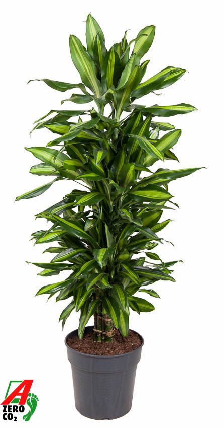 Dracaena Cintho vertakt P27, D 27