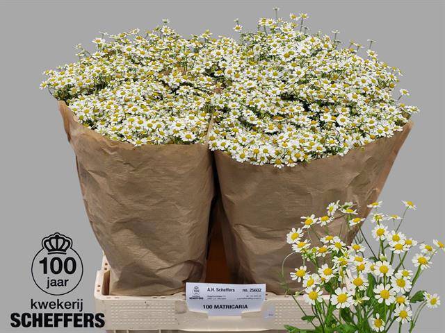 Танацетум Сингл Вегмо 65 (бел.), шт.