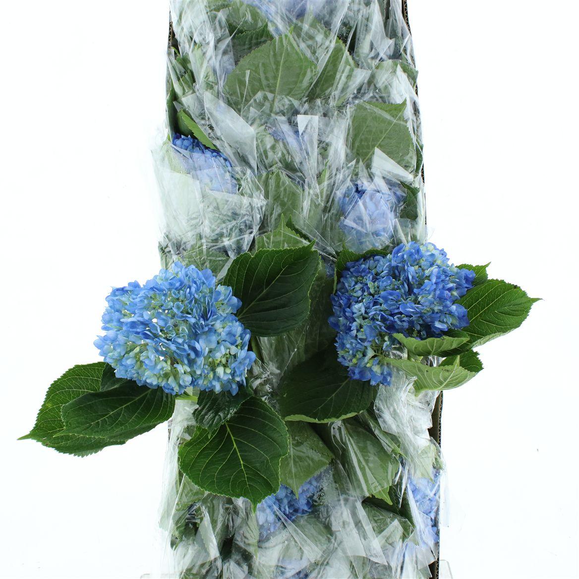 Гортензия Боденси Блю 60 (голуб.), шт.