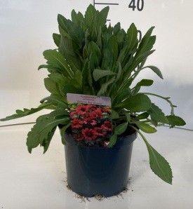 462 DVDS : POT 19 GAILLARDIA YELLOW-RED-BICOLOR, D 19