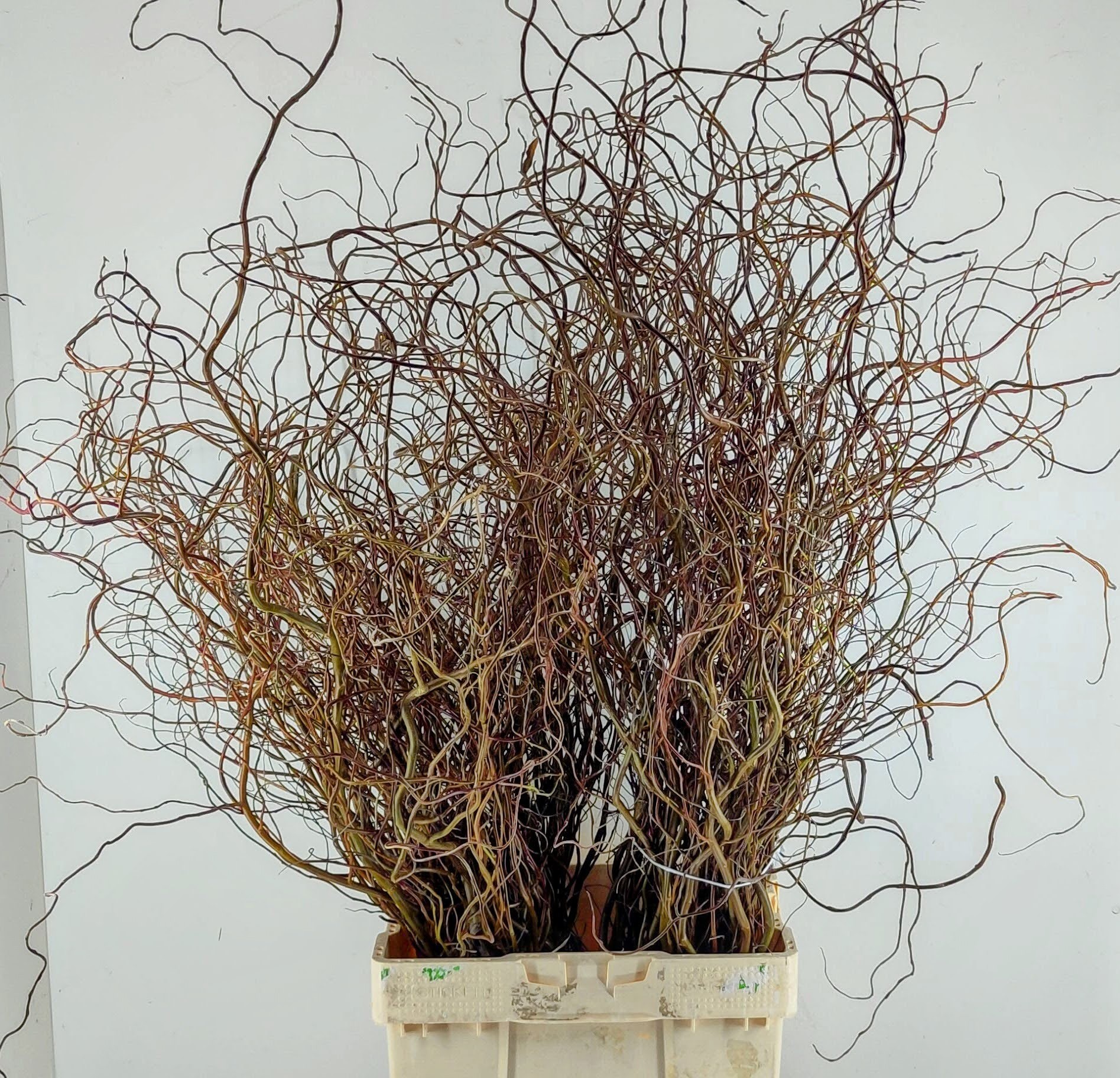 Саликс Овериг за пучок 100, пуч.