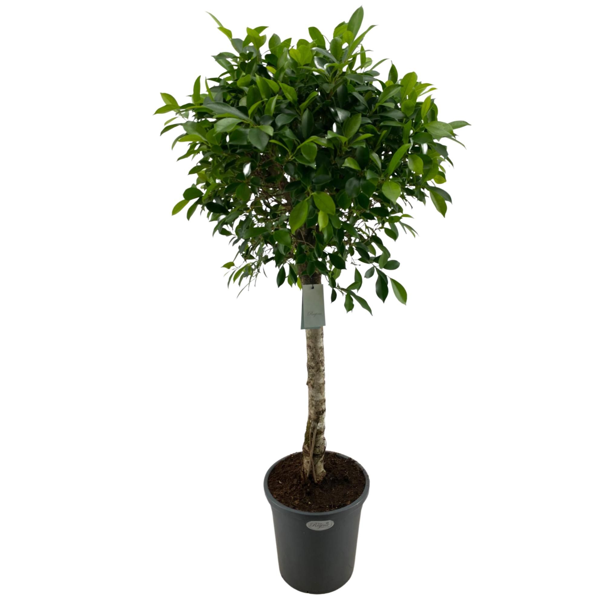 Ficus Nitida rechte stam p31, D 31
