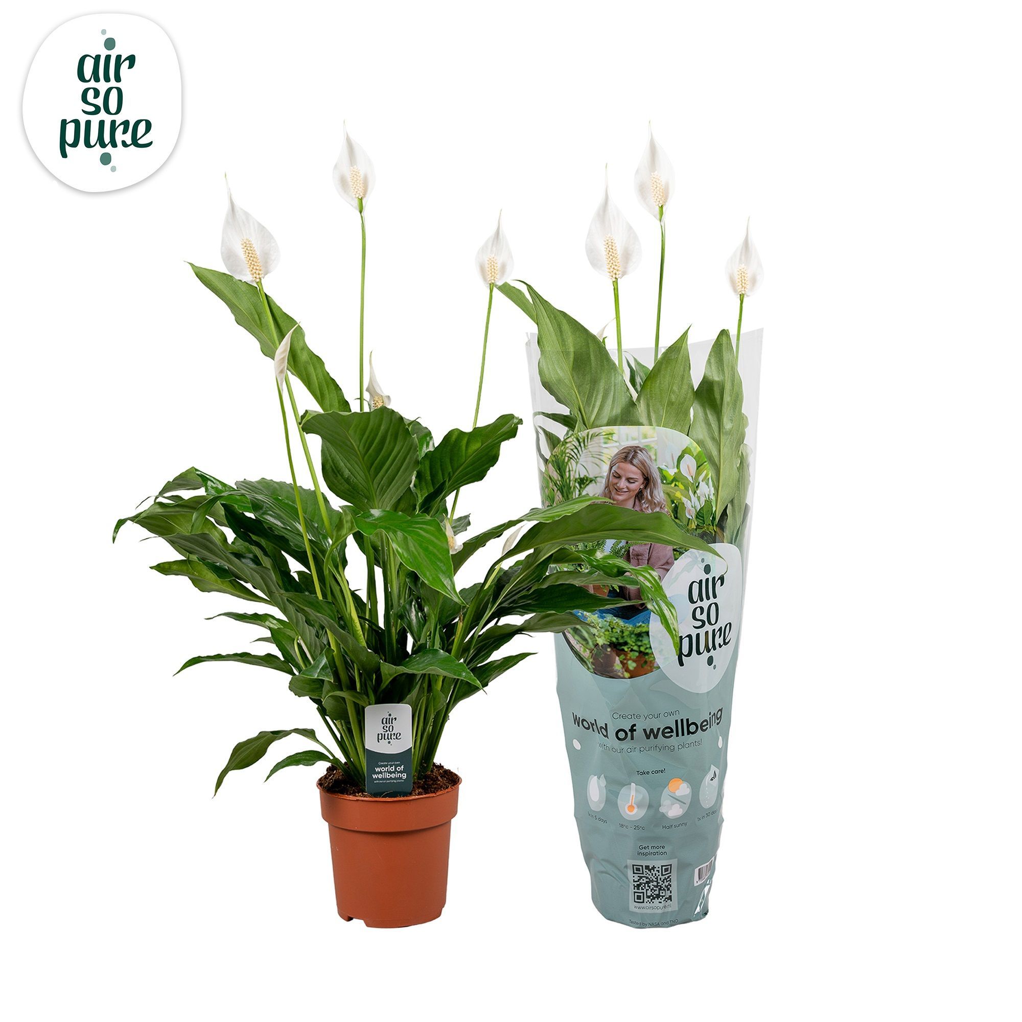 Spathiphyllum Sweet Chico - 13cm | Air So Pure, D 13