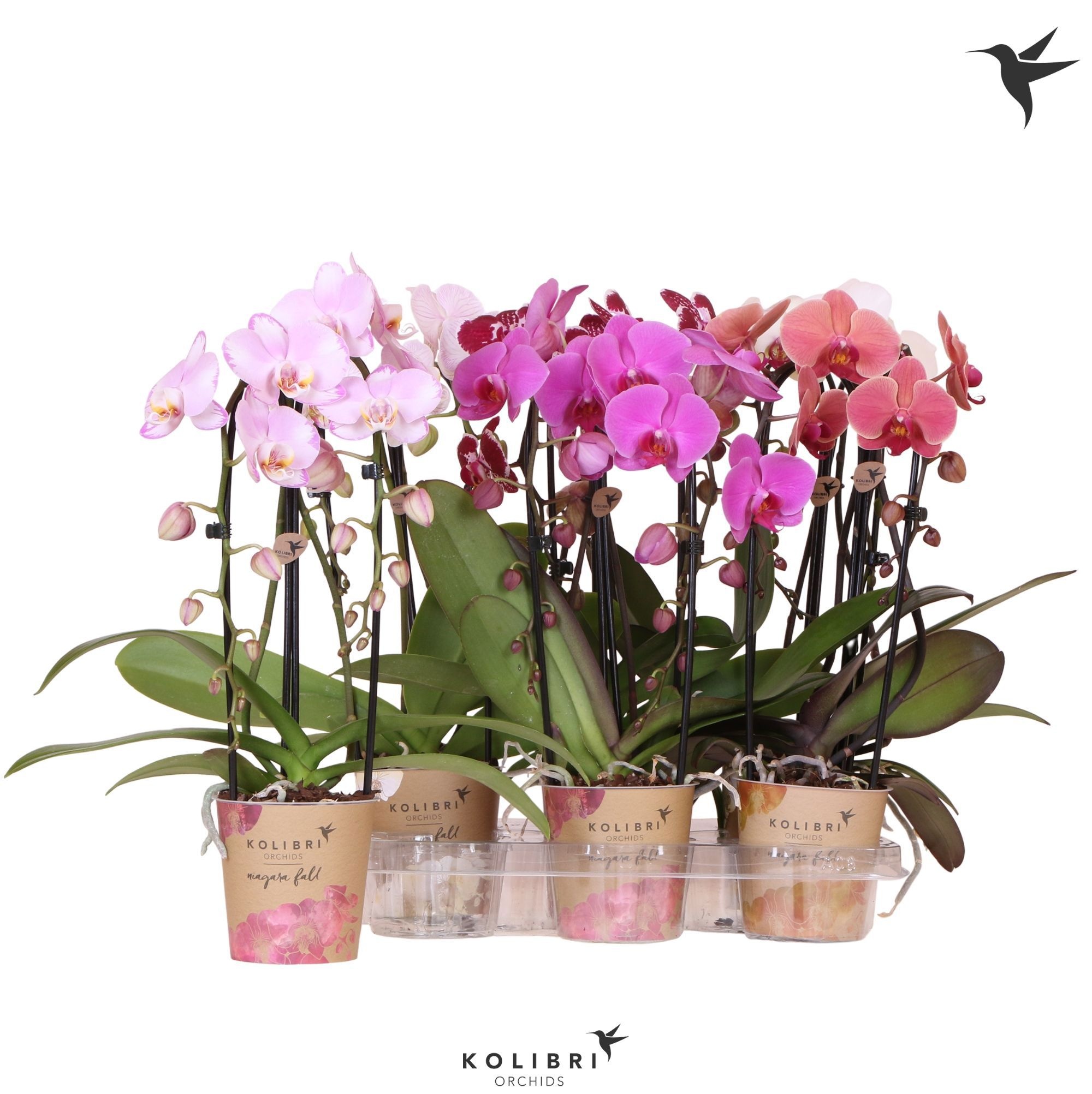 Kolibri Orchids Cascade Niagara Fall mix 2 spike 50cm, D 12 cm Kolibri Orchids Cascade Niagara Fall mix 2 spike 50cm, D 12 cm