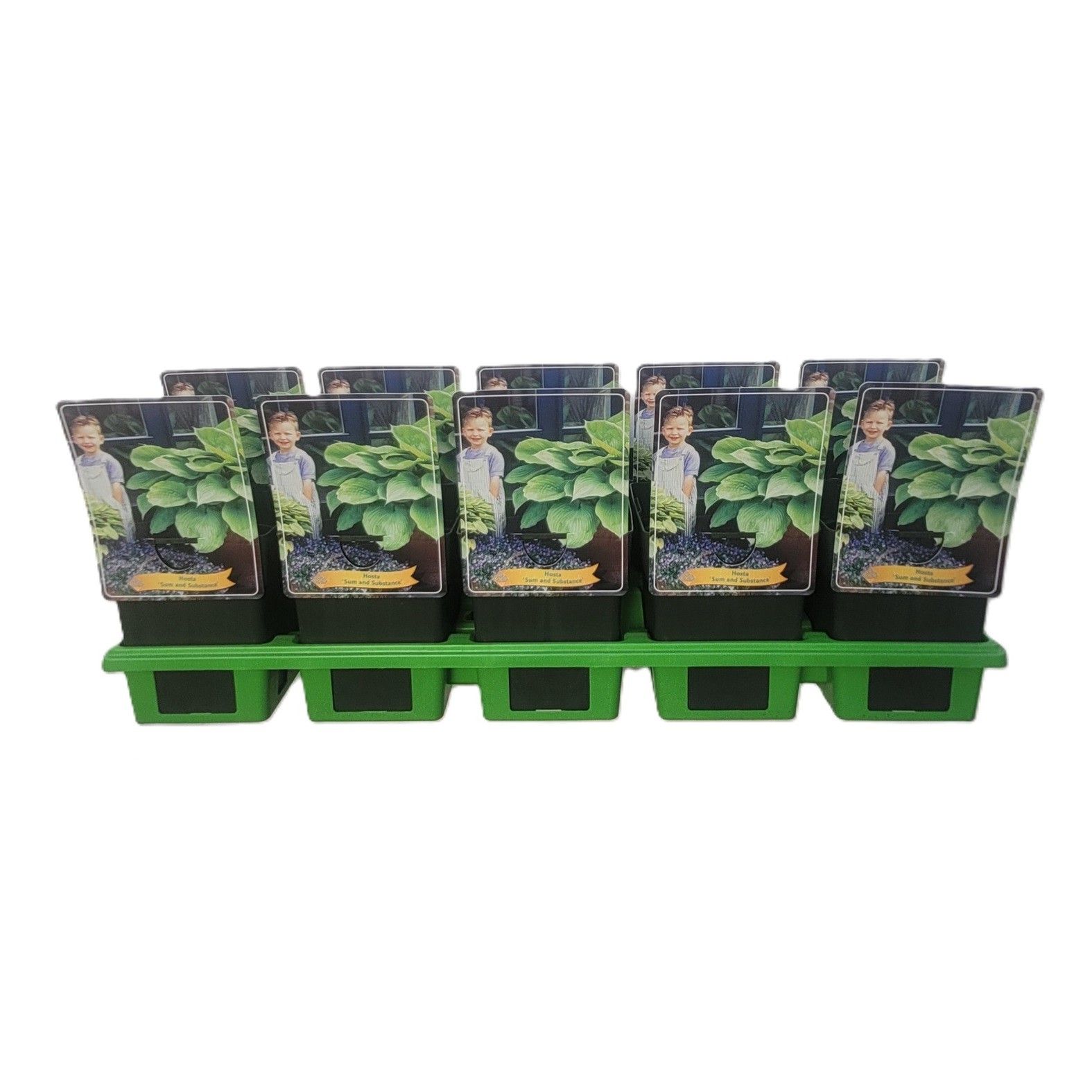 Hosta 'Sum and Substance' P11, D 11 cm