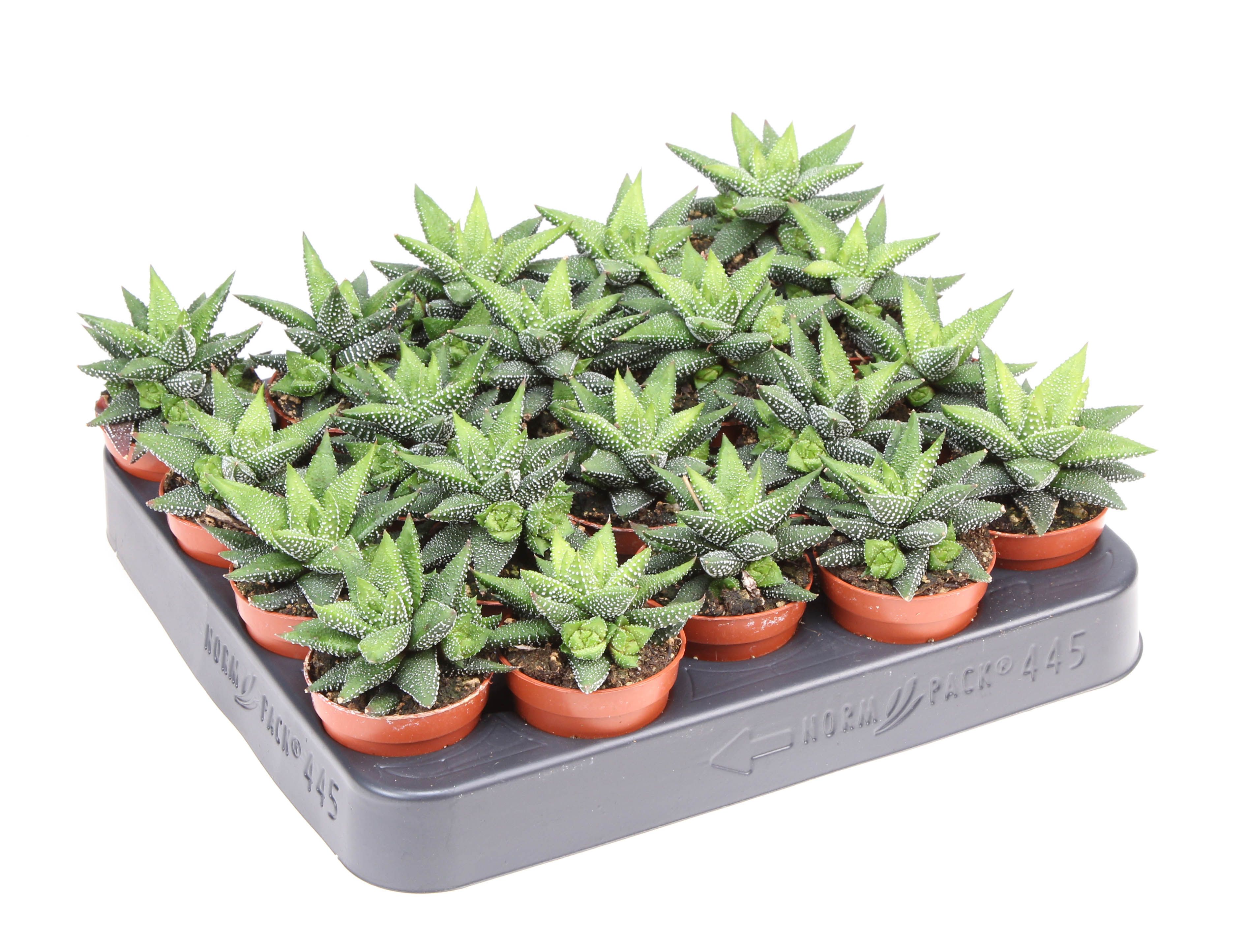 Haworthia enon, D 5,5