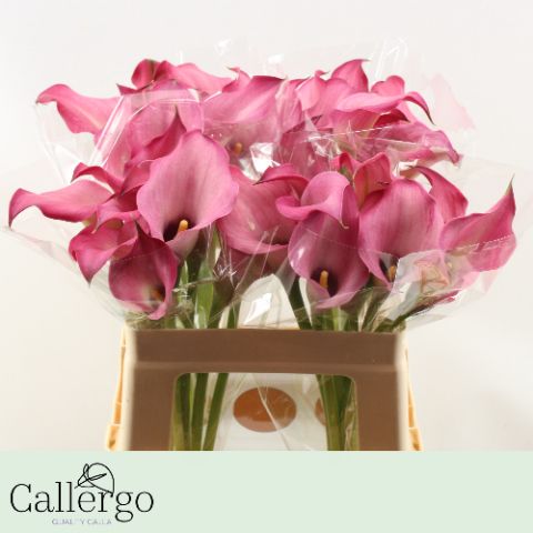 Калла Зазу 55, шт.