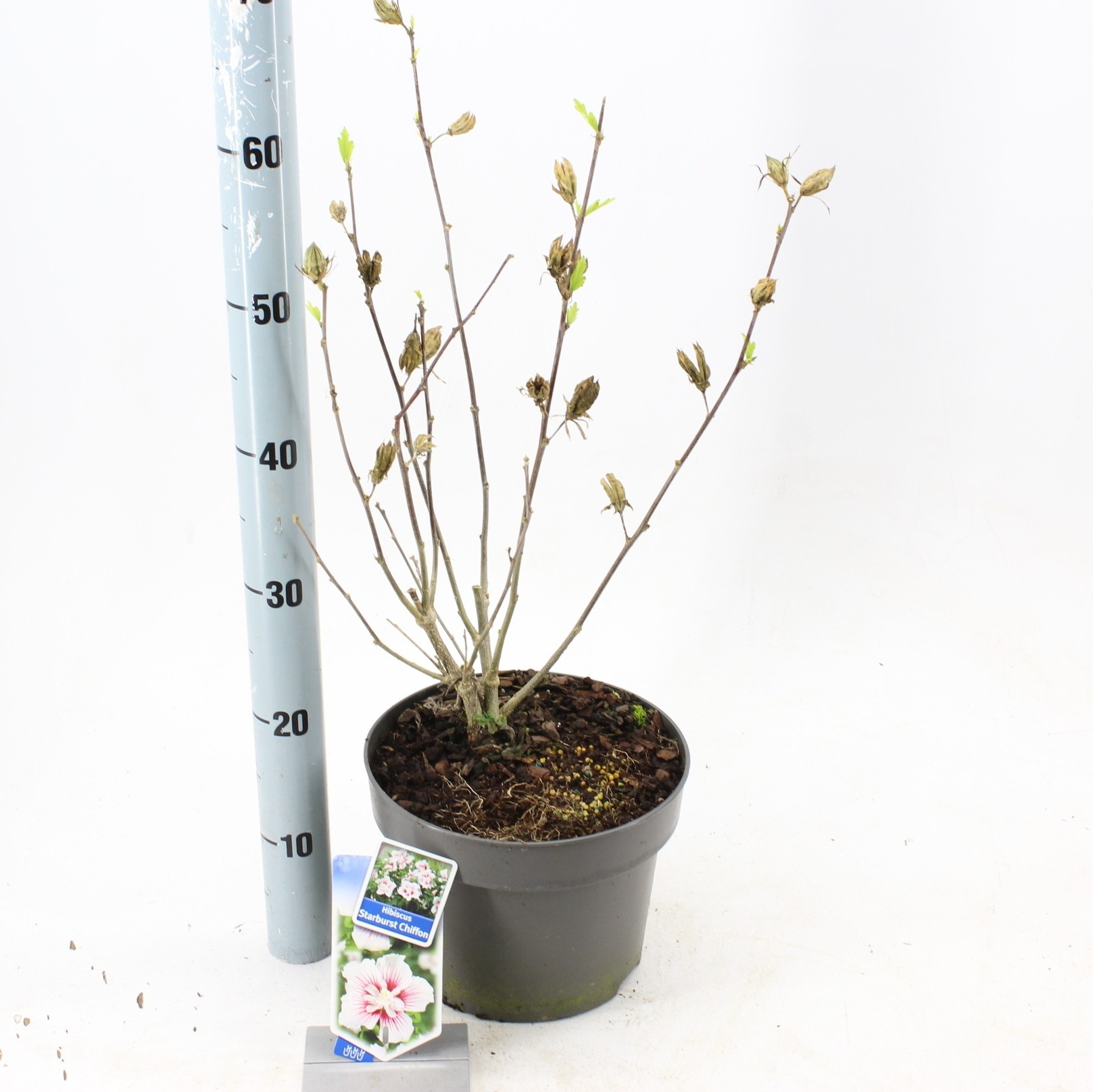 Hibiscus syr. Starburst Chiffon ('Rwoods6'PBR), D 23