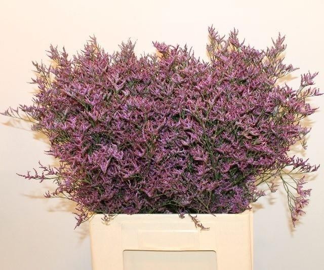 Лимониум Сафора Дарк Блю 70, шт.