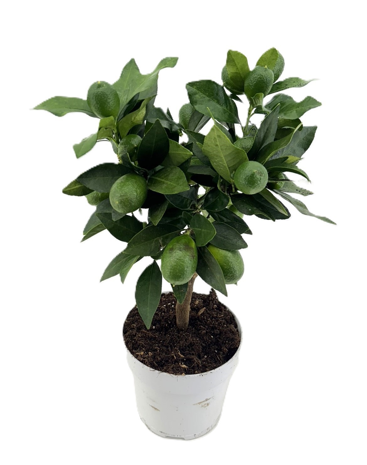 Citrus limequat, D 15 cm