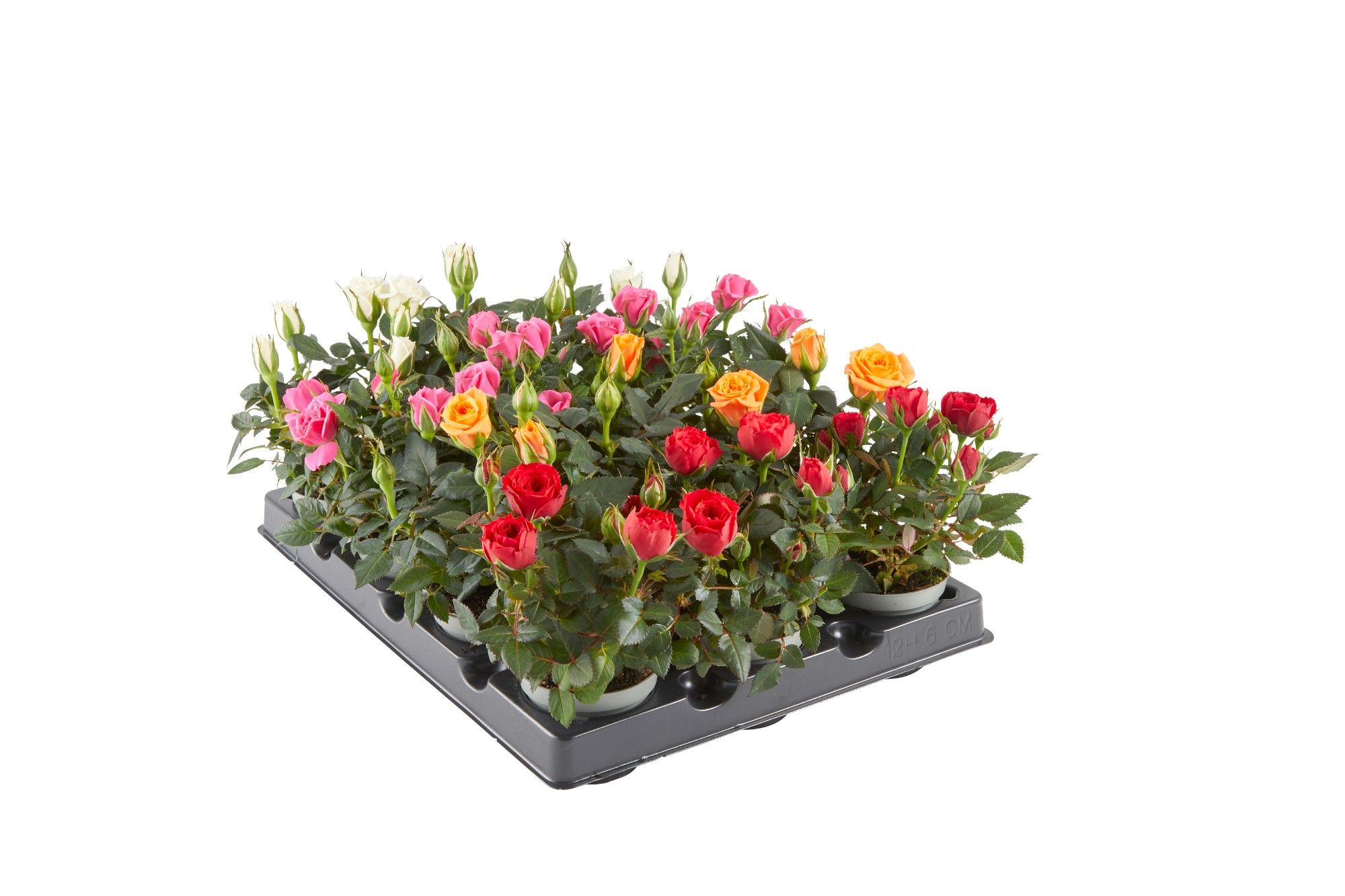 ROSA-HYBRID KUVERT, D 6