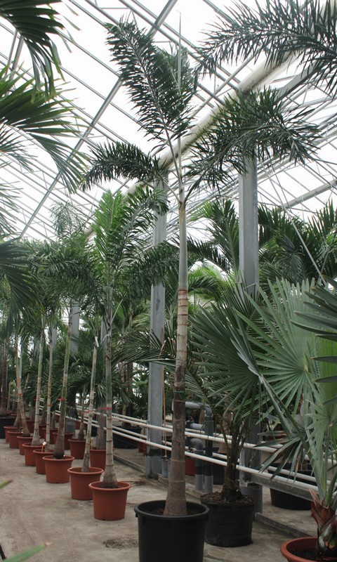 Wodyetia bifurcata, D 70 cm