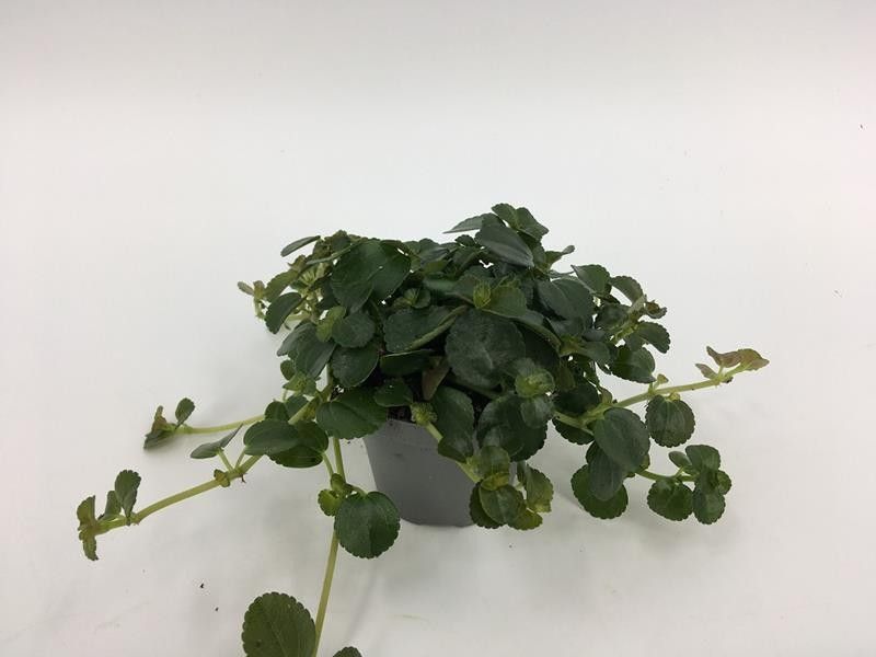PILEA DEPRESSA, D 6
