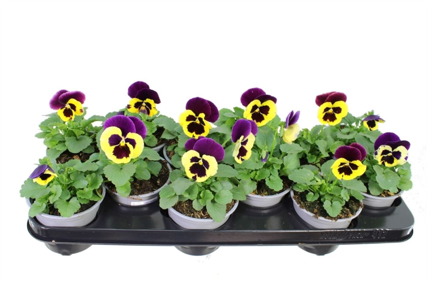Viola witt. Delta Yellow Purple win, D 11 cm