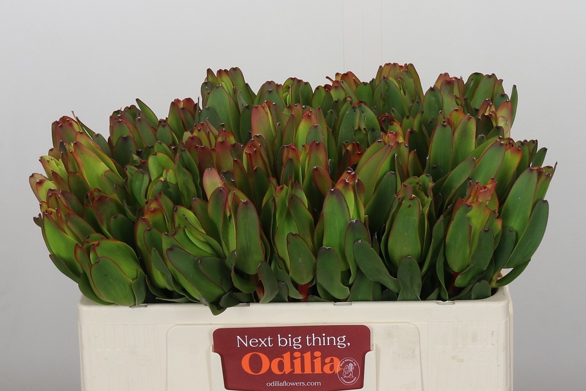 Леукадендрон Лаурел Еллоу 50, шт.