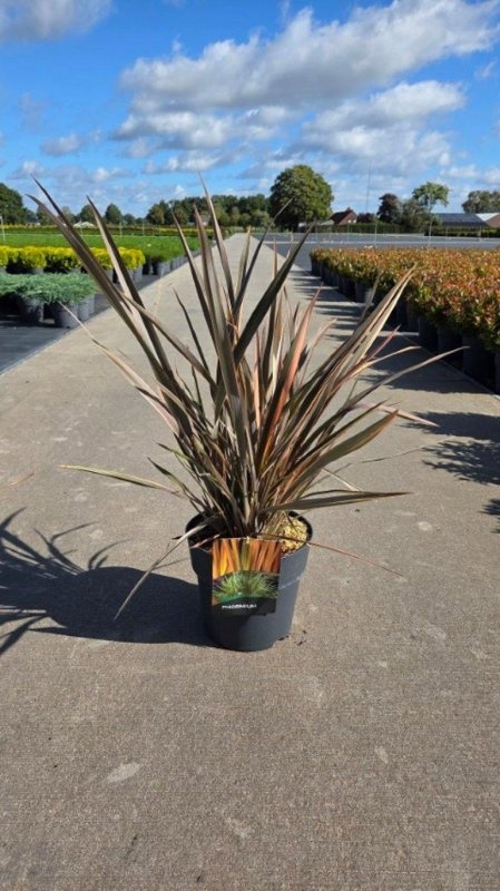 Phormium 'Flamingo', D 29