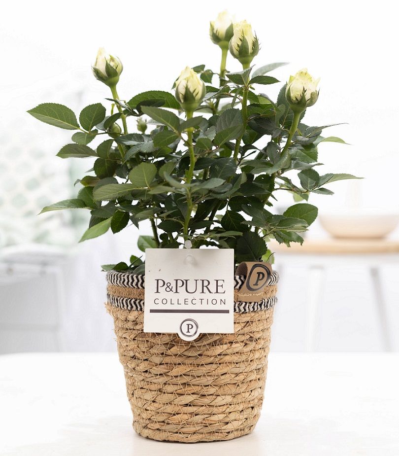 Rosa white in P&PURE Basket 6, D 12