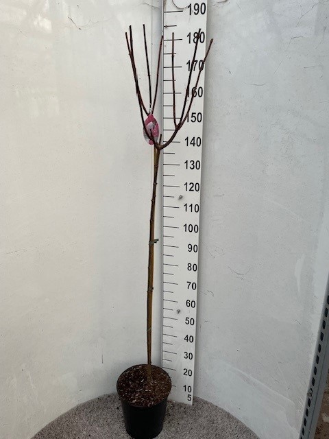 Hydrangea pan. Vanille Fraise 110-120 stam P28 C10, D 28