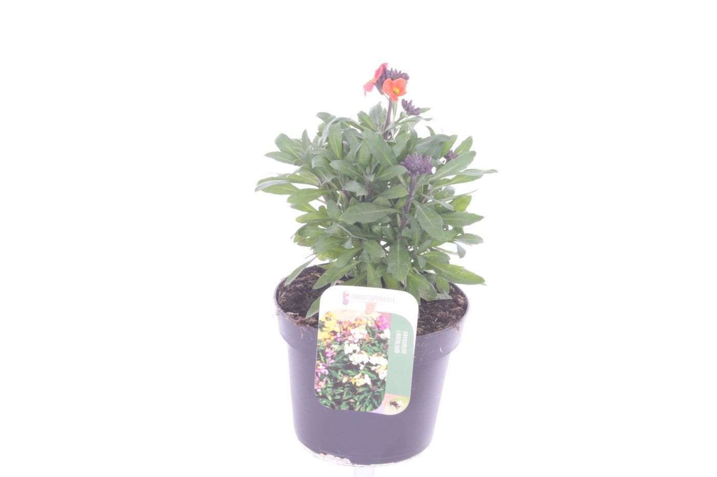 Erysimum lin. Leya Orange Purple Glow, D 13