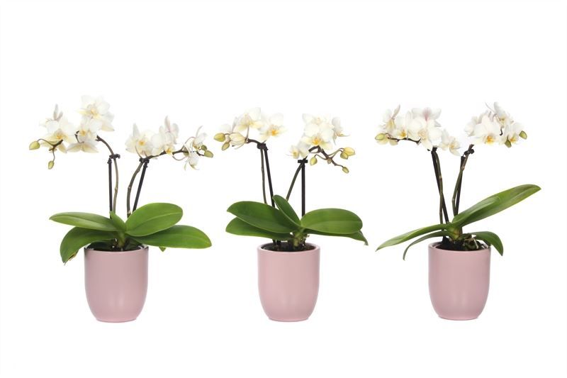 Hugo p06 silver pink Phal Tiny Dolls white 2T12+ Aqu@, D 6