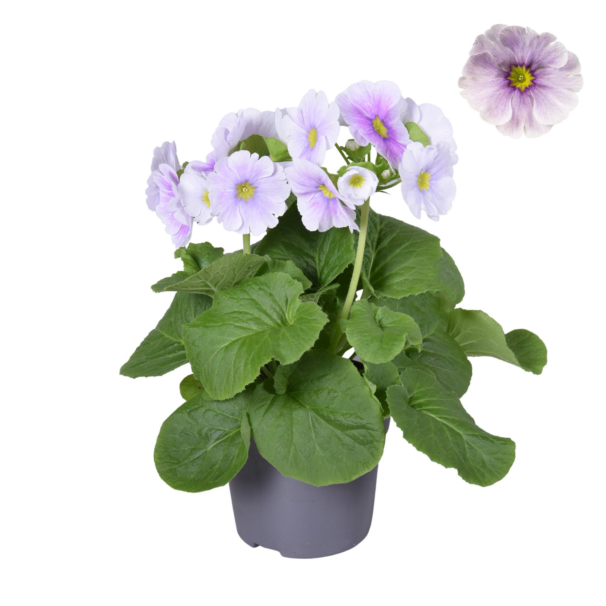 Prim Sweet Kisses Blauw/wit zonder hoes, D 12