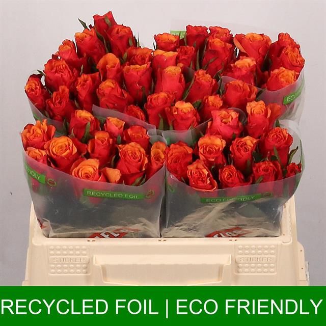 Роза од. Испания 35, шт.