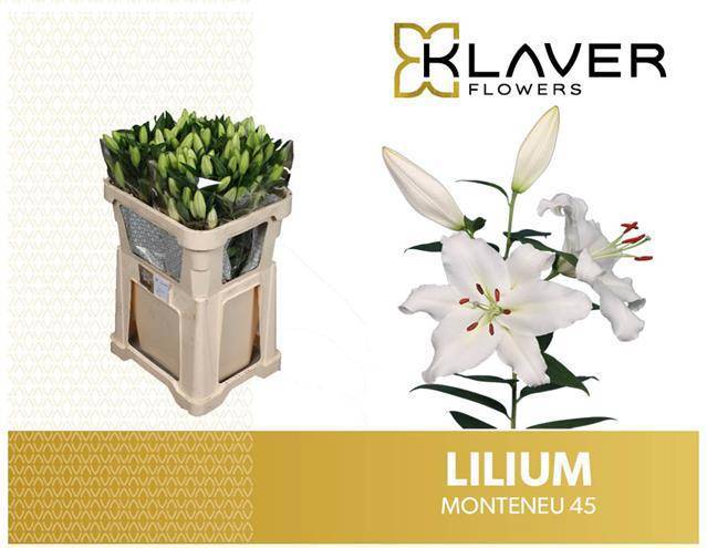 Лилия Монтеню 80, шт.