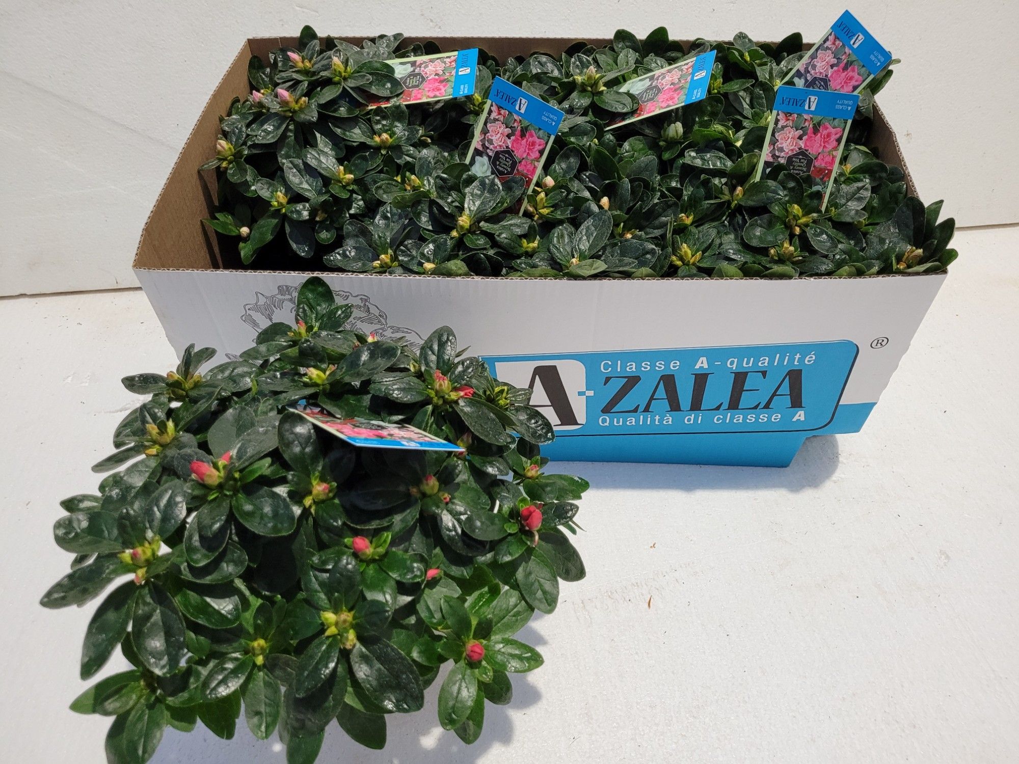 A-zalea Concept Gem 5 kl 6x dia 27, D 13