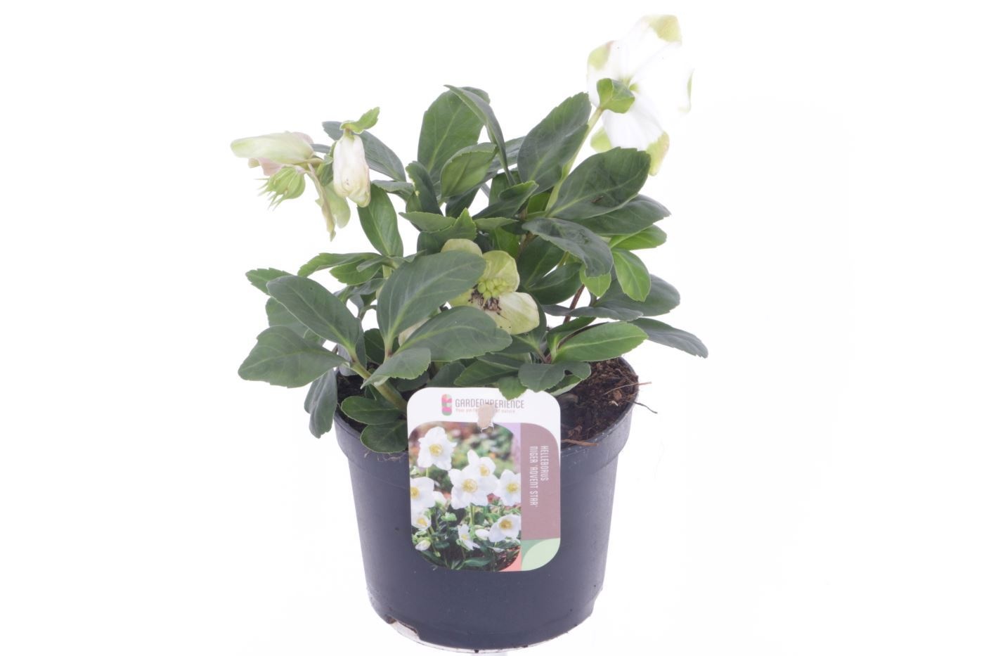 Helleborus niger Advent Star, D 13 cm