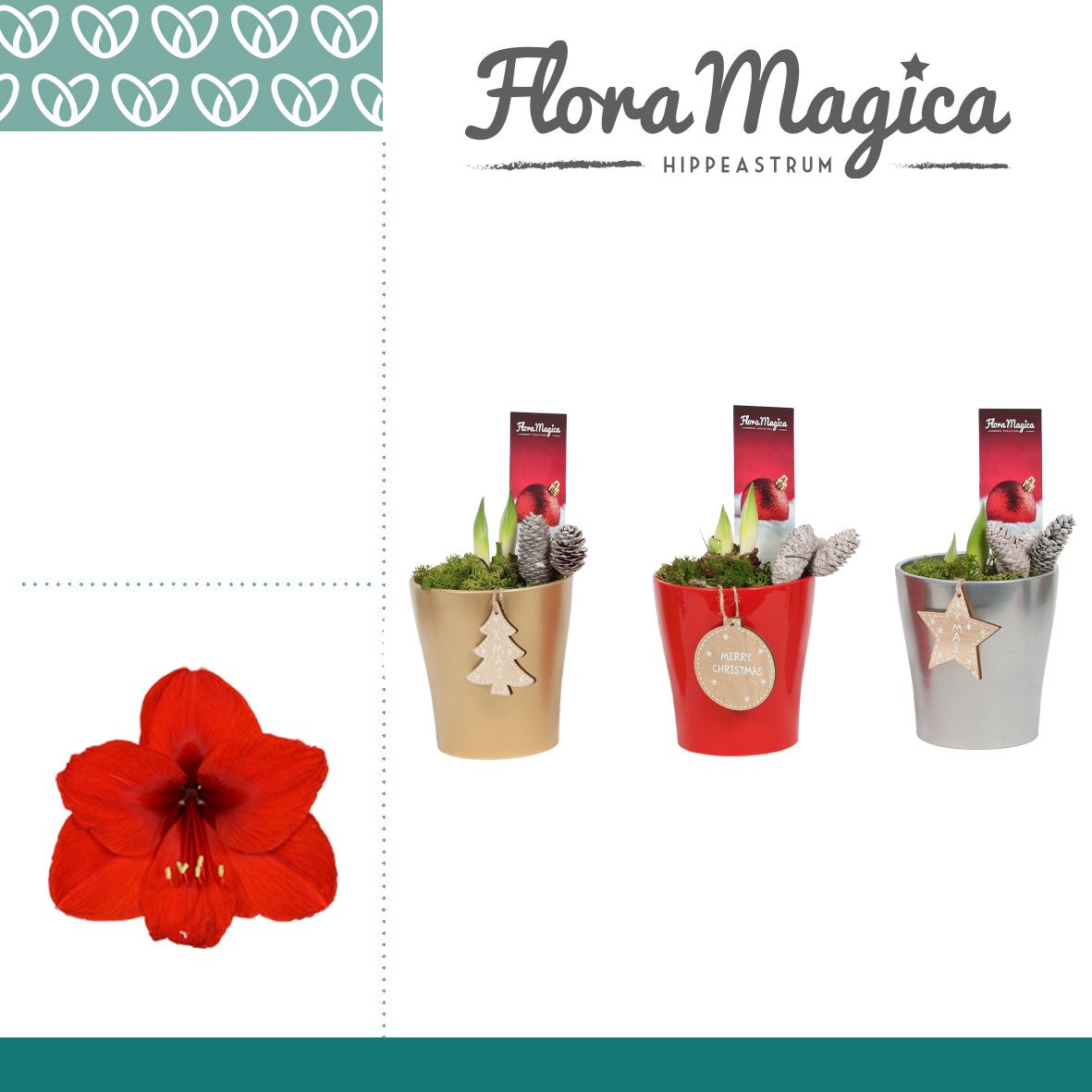 Amaryllis Rood 2 Knop Amy KERST, D 12 cm