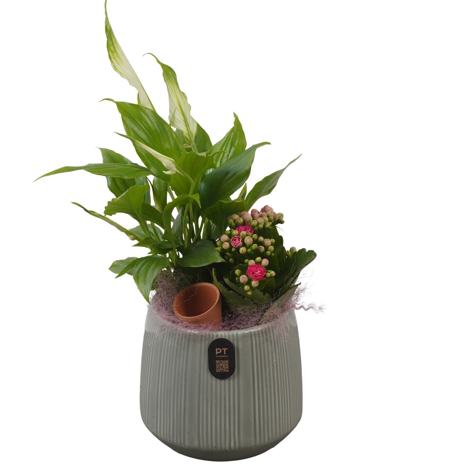 PTIB5169 Arrangement Indoor in keramiek pot, D 12