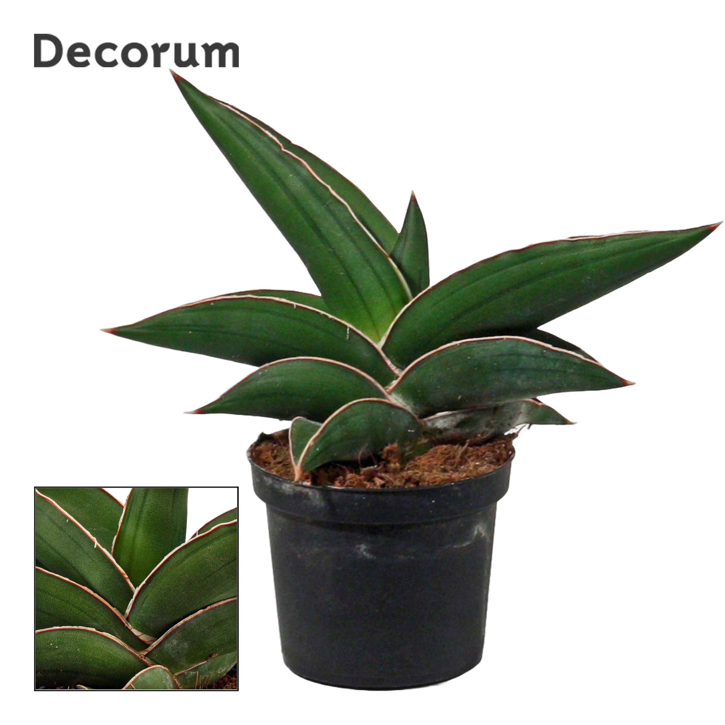 Sansevieria Samurai 9 cm (Decorum), D 9 cm Sansevieria Samurai 9 cm (Decorum), D 9 cm