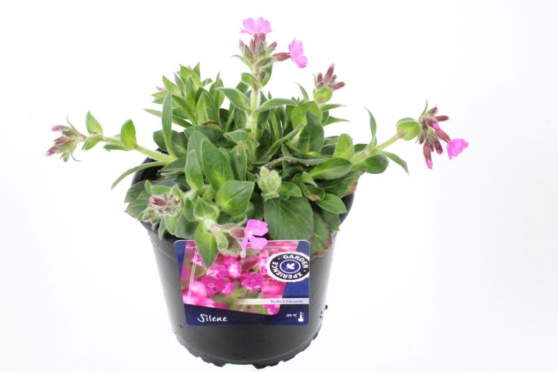 Silene robotii Rolly's Favorite, D 17