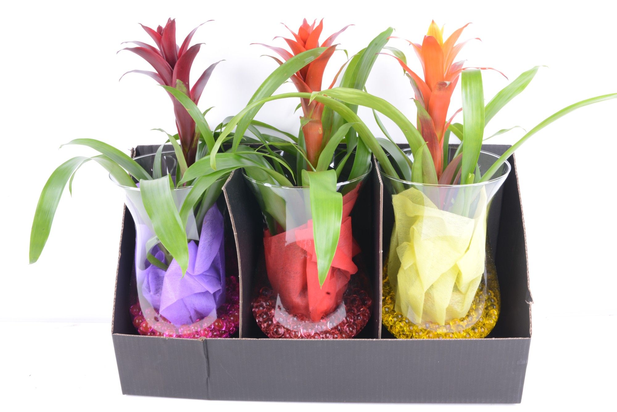 Bromelia in Cognac glas, D 17