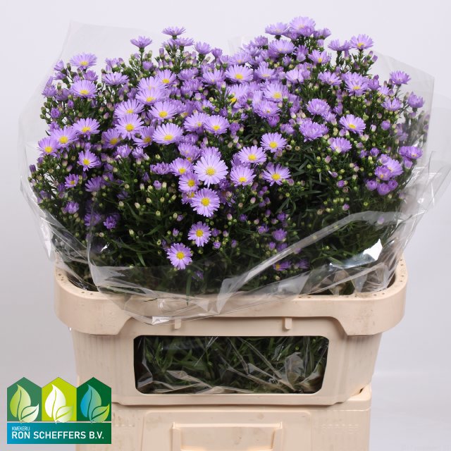 Астер Касандра 80, шт.