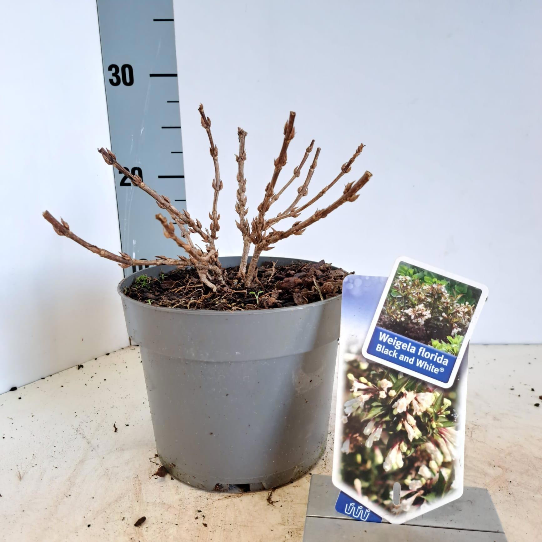 Weigela florida Black and White® ('Courtacad 1'PBR), D 17