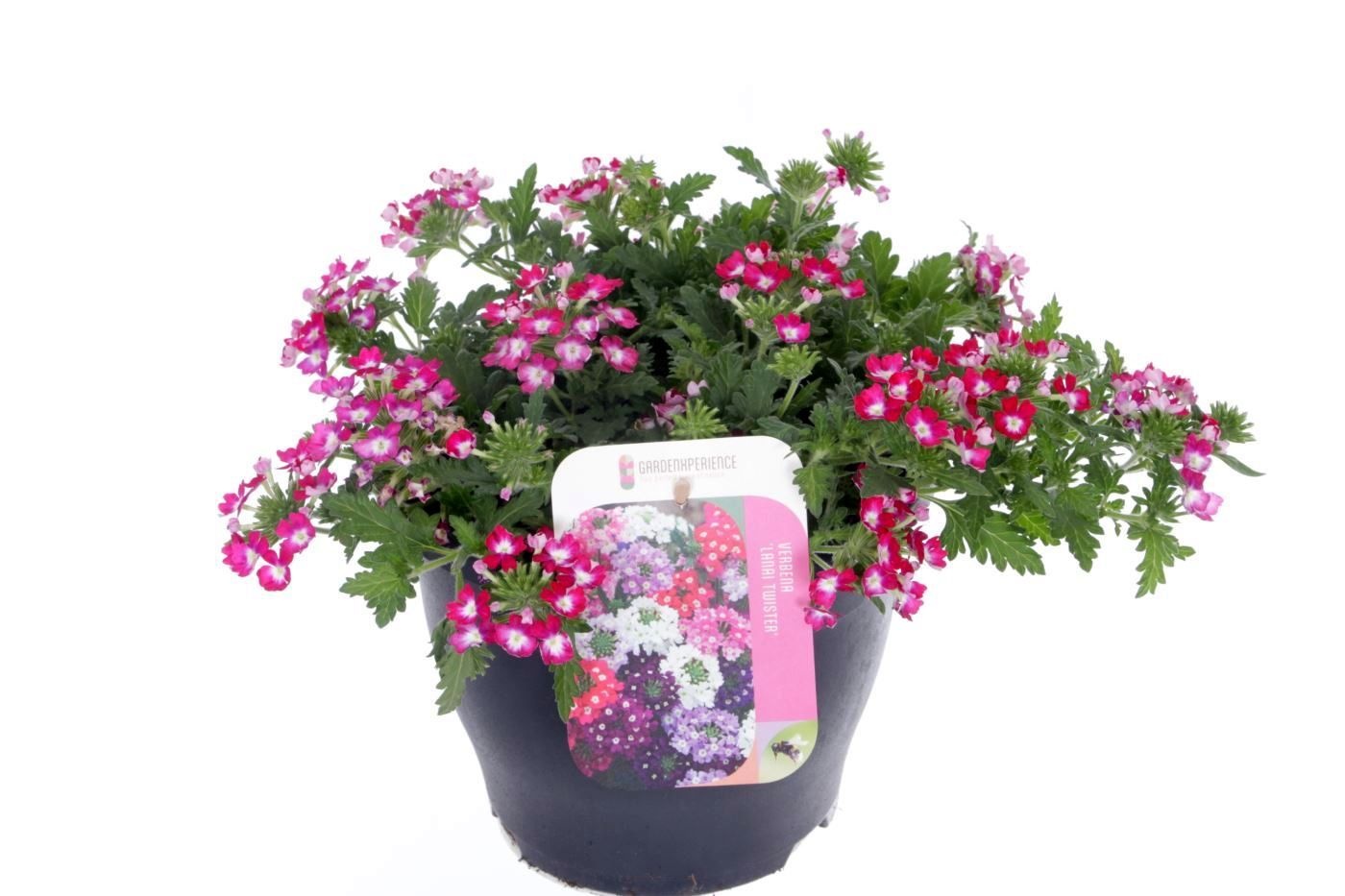 Verbena Lanai Twister Red, D 23