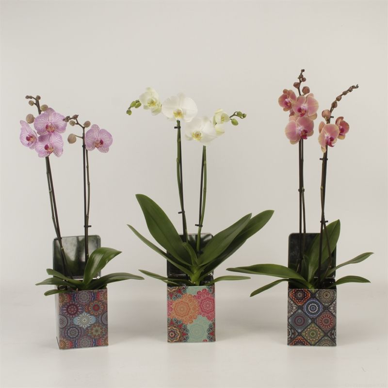 Phalaenopsis gemengd 2 tak gemengd in blik Barbara Geometrie, D 12 cm