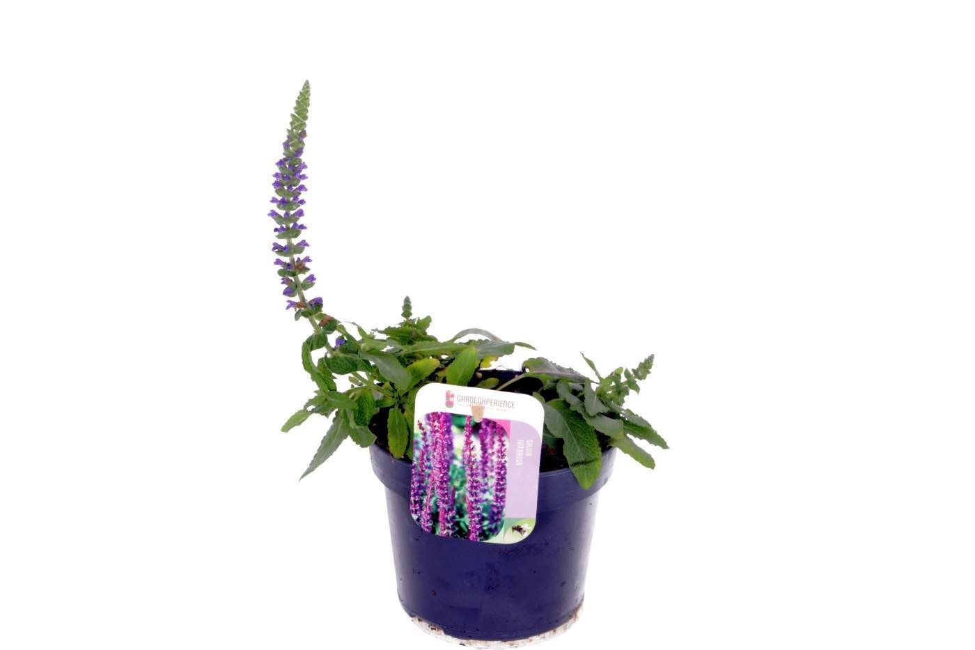 Salvia nemorosa Sens comp Deep Blue, D 13