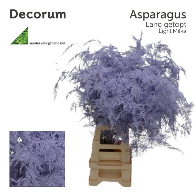 Аспарагус Овериг Крашеный (краш. ) 85, шт.