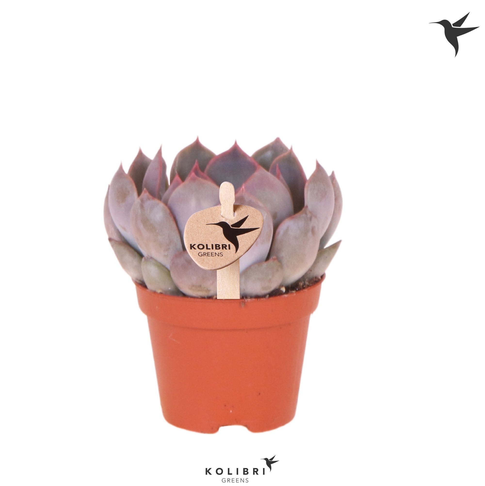 Kolibri Greens Succulenten Echeveria Summer, D 6