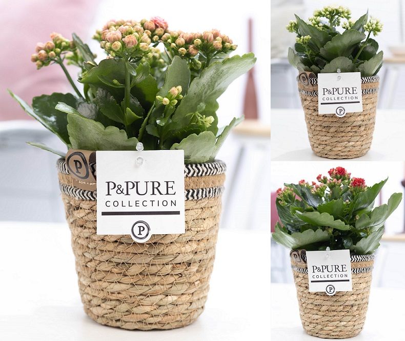 Kalanchoe mix in P&PURE Basket 6, D 12