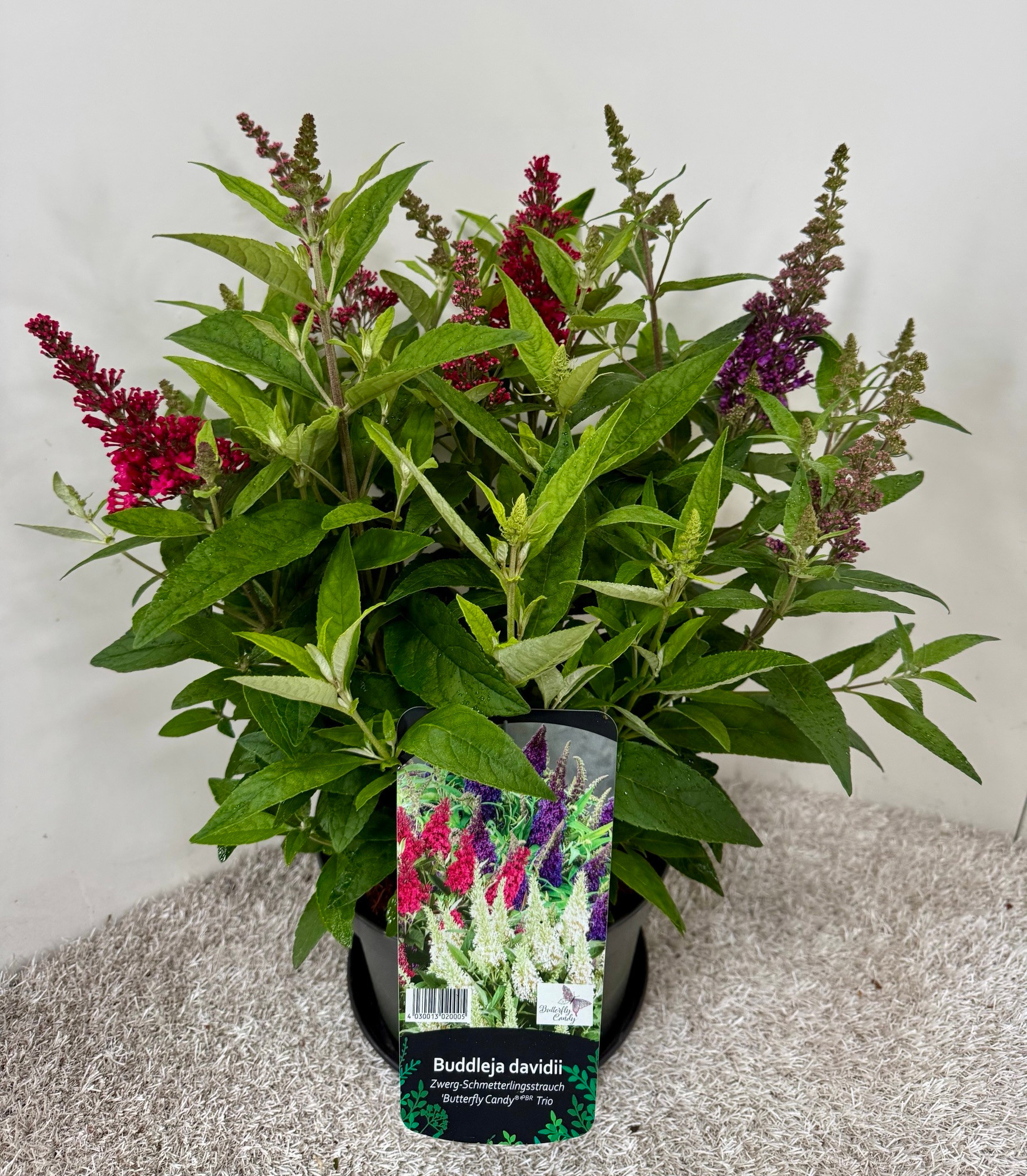 Buddleja Butterfly CandyTrio, D 23