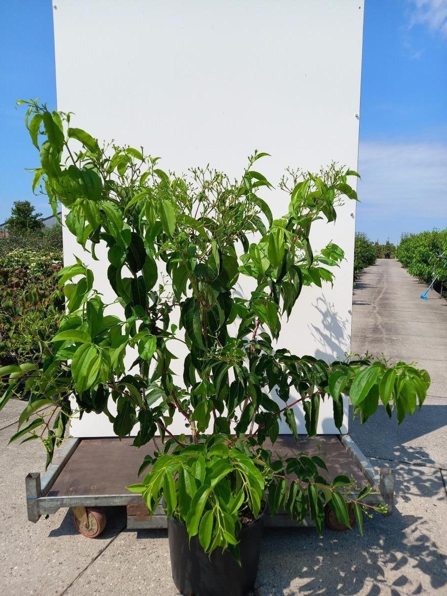 Heptacodium miconioides, D 40