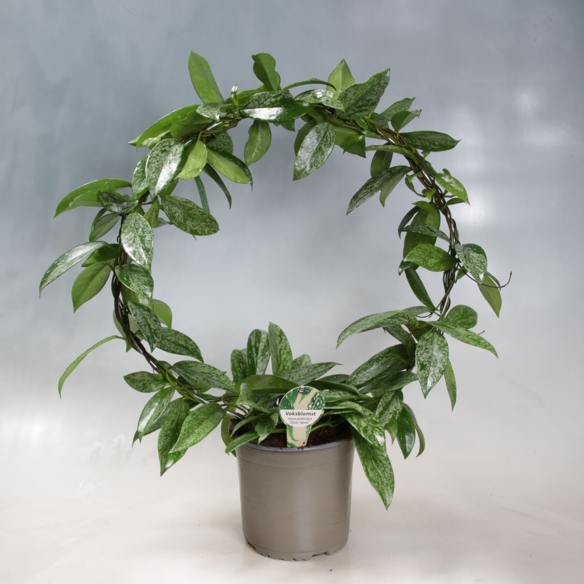 Hoya Carnosa Silverspots boog 17 cm, D 17 cm Hoya Carnosa Silverspots boog 17 cm, D 17 cm