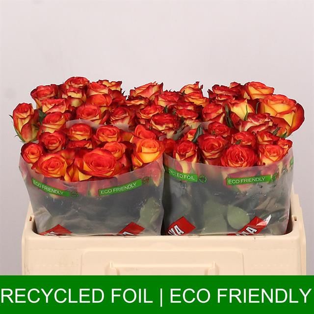 Роза од. Фаефокс 50, шт.