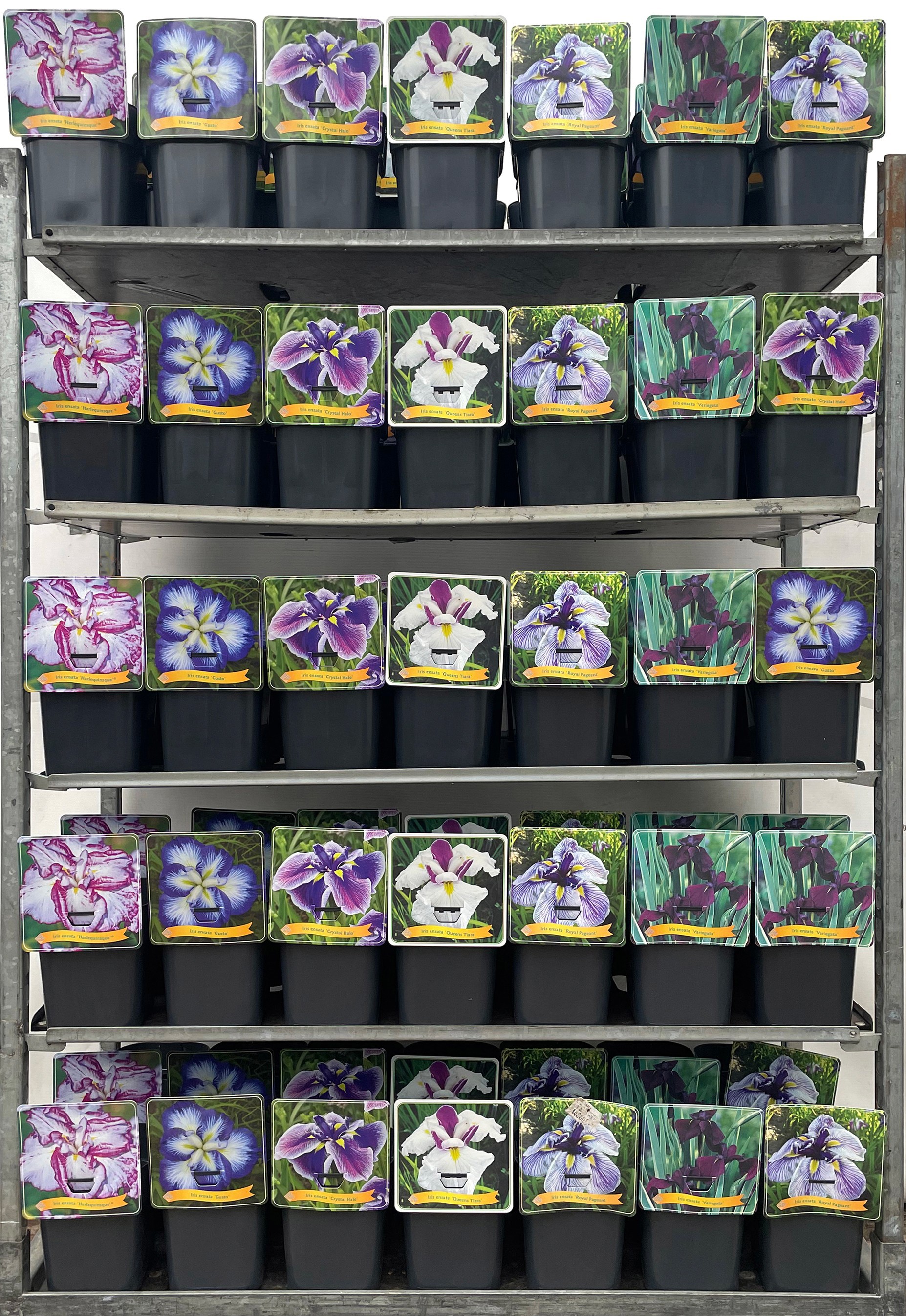 Iris ensata Mix CC C5, D 21