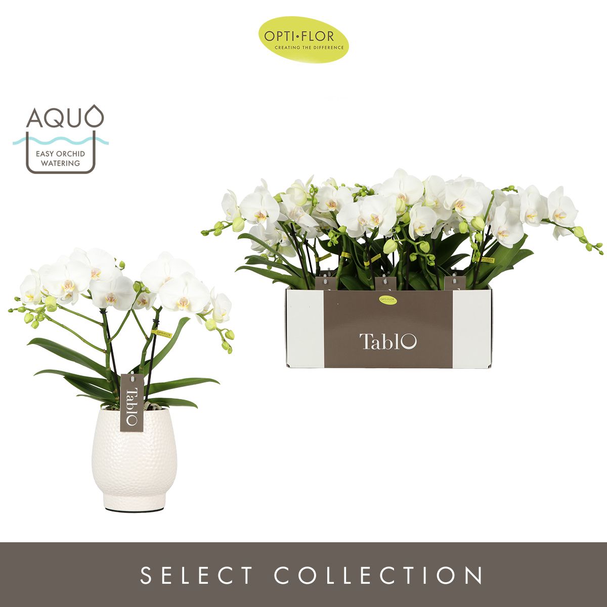 Tablo Champagne 2 spike in Abruzzo White Aquo, D 12 cm